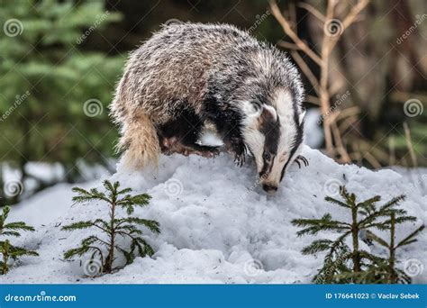 Badger running in snow, editorial stock photo. Image of attractive - 176641023