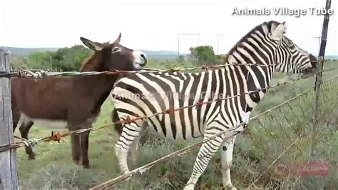 Donkey And Zebra Meeting 2020 || Donkey Zebra Best Friendship - YouTube