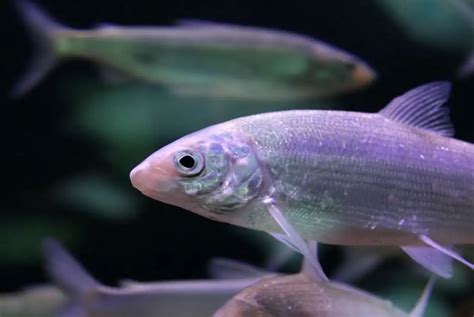 An officially extinct fish species is "alive" - American Chronicles