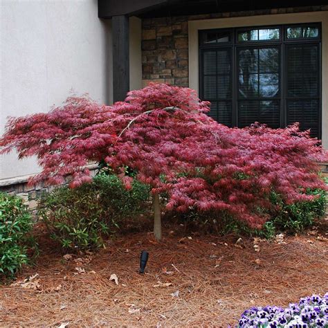 Weeping Japanese Maple Trees for Sale– FastGrowingTrees.com