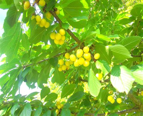 Magnon's Meanderings: Yellow Cherries.