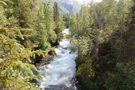 Ongoing Airstream Travels: Russian River Salmon and the Bears that eat them.