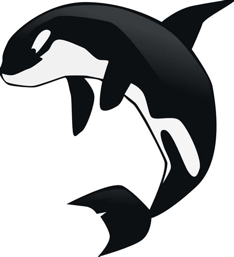 Killer whale Clip art - whale png download - 998*1097 - Free Transparent Killer Whale png ...