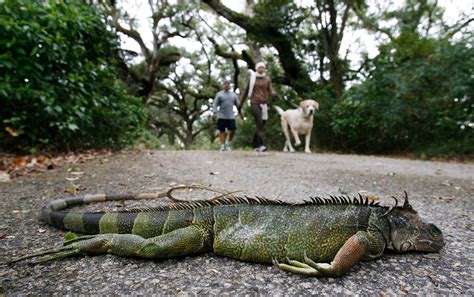 Beware Falling Iguanas, Florida Warns - The New York Times