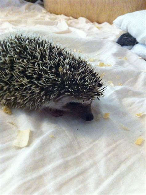 Sebastian 13/april/2013 | Salt&Pepper Hedgehog | Daniel Lourido | Flickr