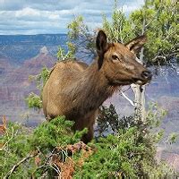 Native Animals and Habitats - The Mighty CoLorado River