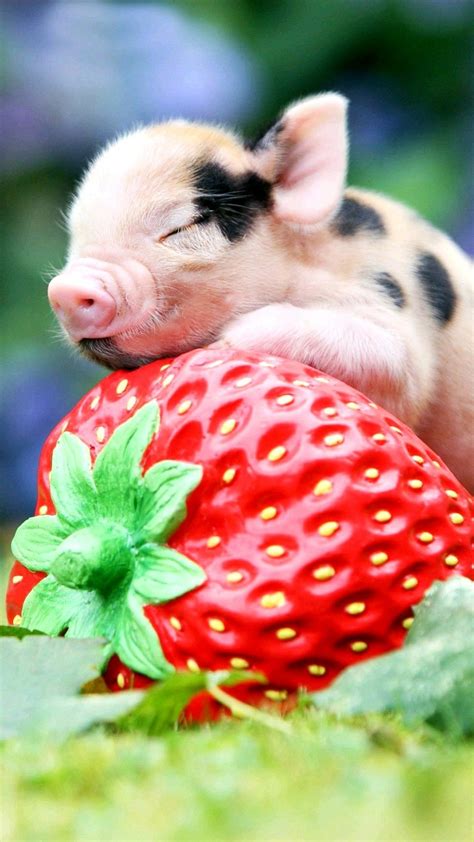 Baby pig on a strawberry wallpaper | Teacup pig, Dierlijke foto's, Schattigste dieren