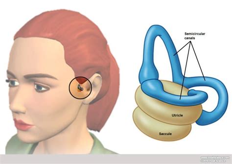 Brain Function and Auditory Image Gallery - DynamicBrain