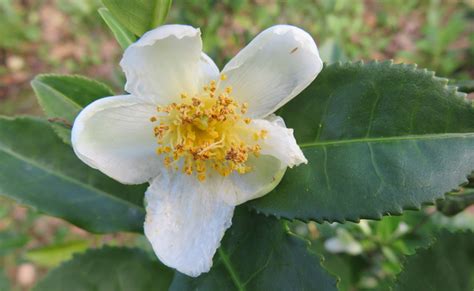 Théier (Camellia sinensis), pour l'infusion de ses feuilles