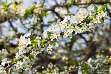 Plum flowered | Plum flowers, Flowers, Plants