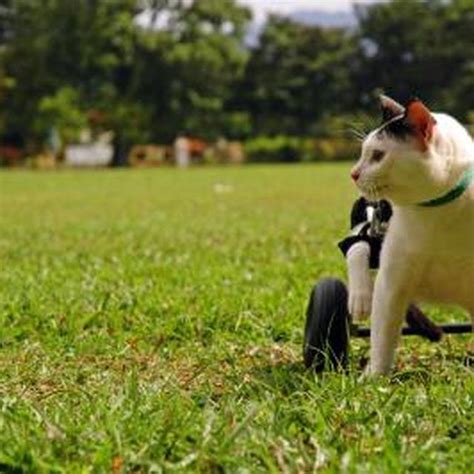 How to Make a Wheelchair for a Cat | Cuteness | Cats, Cute cats, Wheelchair