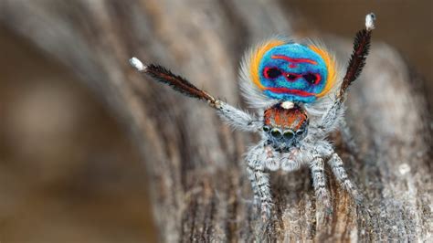 Peacock Spiders - Australia Post