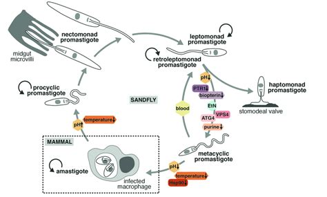 Life cycle of Leishmania and regulators of differentiation. Leishmania... | Download Scientific ...