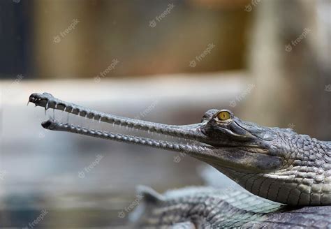 Premium Photo | Indian gavial