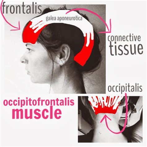 The Hip Joint: Occipitofrontalis Muscle