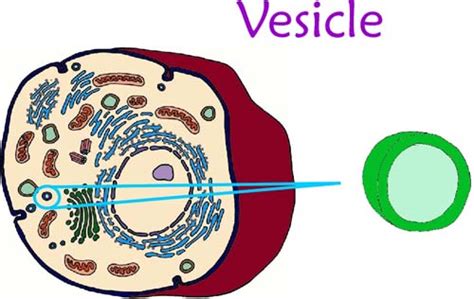 BIOLOJOY: THE CELL