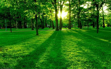 🔥 [50+] Green Nature Wallpapers Desktop | WallpaperSafari