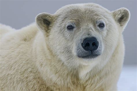 Behold the Arctic Titan: Unveiling the Largest Polar Bear on Record