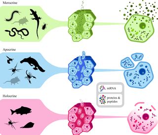 A non-lethal method for studying scorpion venom gland transcriptomes, with a review of ...