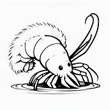 8000  Silverfish Black White Drawing Pictures sketch template