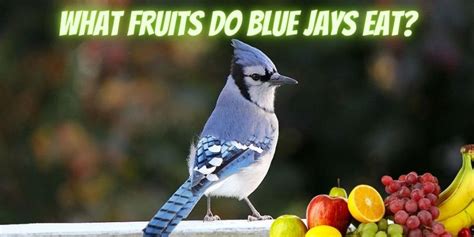 What Fruits Do Blue Jays Eat? (Best Fruits To Feed)