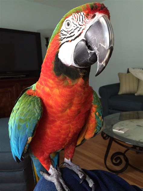 Indy is a harlequin macaw | Pet birds, Macaw, Macaw parrot