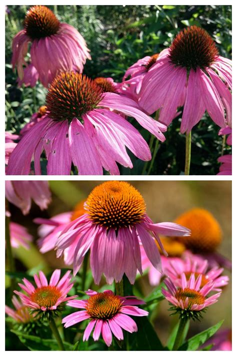 Growing Echinacea - How to Care for Purple Coneflowers