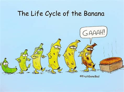 Life Cycle of the Banana | Funny cartoon pictures, Funny cartoons jokes, Funny food puns