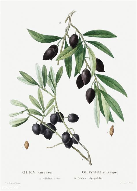 olive-olea-europaea-illustration-from-trait-des-arbres-et-ar_40260689423_o #plants #botany # ...