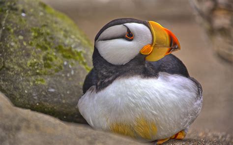 Horned Puffin | Audubon Field Guide