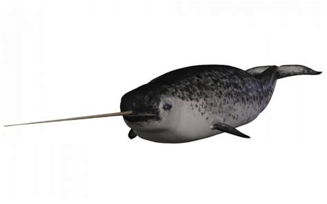 What Is a Narwhal? | Wonderopolis