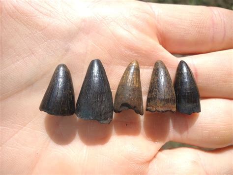 Five Choice Alligator Teeth | Recently Sold | FOSSILS | Prehistoric Florida