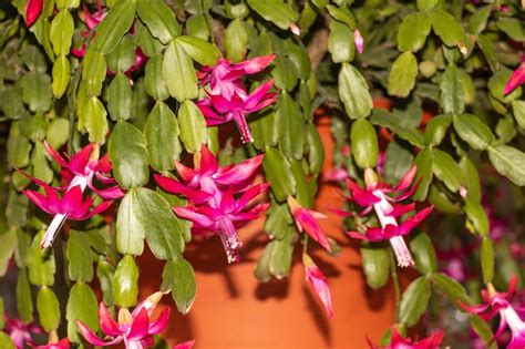 Christmas Cactus or Thanksgiving Cactus? Which One Do You Have? - Farmers' Almanac - Plan Your ...