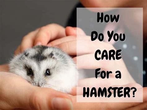 How To Care For Your Hamster - A Beginner's Guide - The Pet Savvy