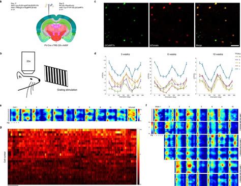 Longitudinal functional two-photon imaging: labeled neurons' visual ...