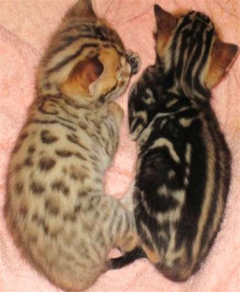 2 baby Bengals. One spotted, one marbled. =)both CUTE | Bengal cat ...