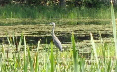 Birding Tours in NH - Outdoor ESCAPES New Hampshire, LLC