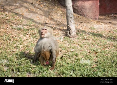 Baboons are African and Arabian Old World monkeys belonging to the ...