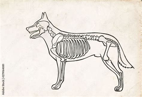 Drawing of a dog anatomy - Skeleton with Bones illustration Stock ...