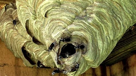 Hornet Wasp Nest Removal - Photos