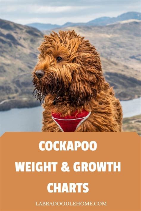 Cockapoo Weight & Growth Chart - The Complete Guide