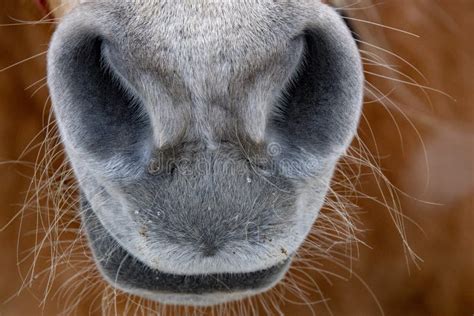 Snow horse nose close up stock photo. Image of stallion - 134295252