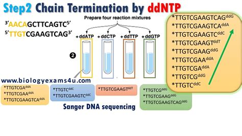 Sanger DNA Sequencing: Principle, Steps explained in 2022 | Dna ...