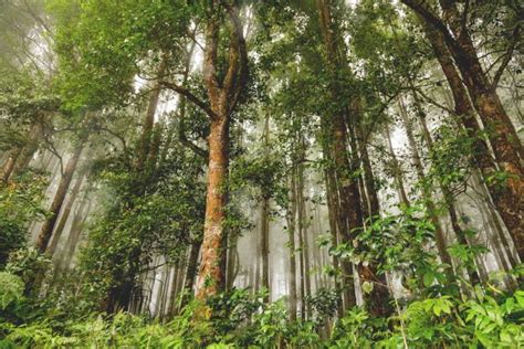 Indonesian Forest, One of the Largest in the World