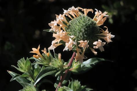 J20170706-0060—Collomia grandiflora—RPBG—DxO | Collomia gran… | Flickr