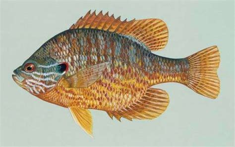 Pumpkinseed | fish | Britannica.com