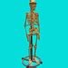 Second Life Marketplace - Mad Scientist Lab Skeleton Display Stand (4 prims)