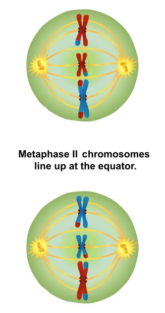 Difference Between Metaphase 1 and 2 - Pediaa.Com