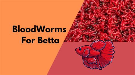 The Essential Nutritional Value of BloodWorms for Betta - BETTA FISH INFO