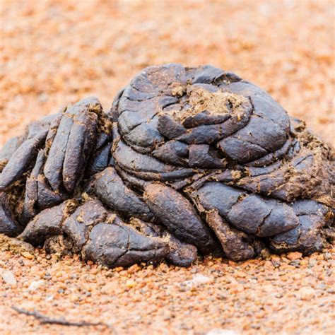 Cow Manure: A Gardener's Best Friend - Monstera Bliss